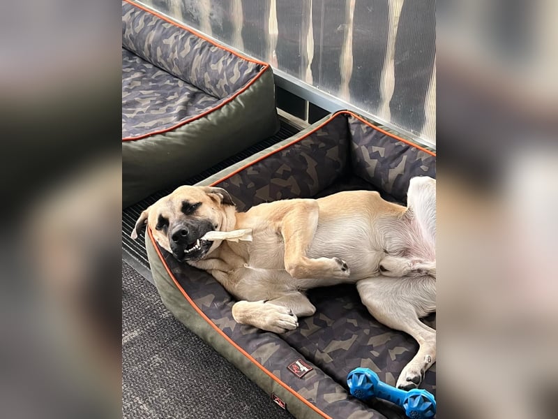 Aslan-2 Jahre-menschenbezogener Rüde sucht Einzelzuhause