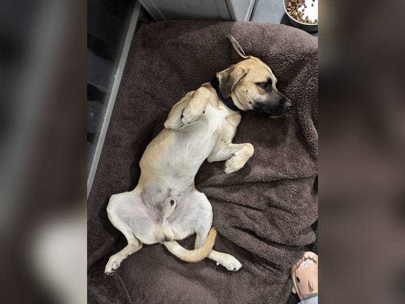 Aslan – 2 Jahre, menschenbezogener Rüde sucht Einzelzuhause