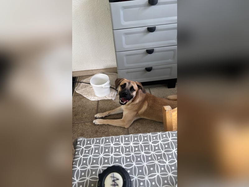 Aslan-2 Jahre-menschenbezogener Rüde sucht Einzelzuhause