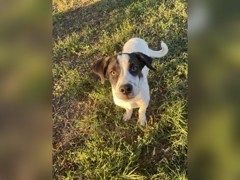 Elmi sucht liebevolles zu Hause