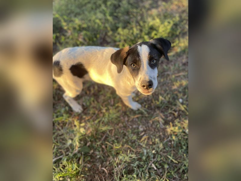 Elmi sucht liebevolles zu Hause