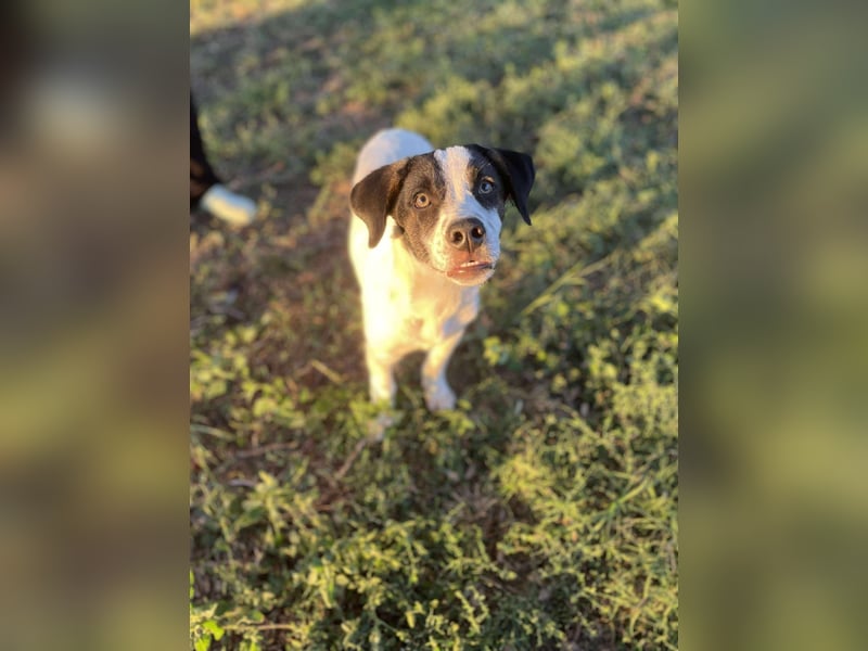 Elmi sucht liebevolles zu Hause