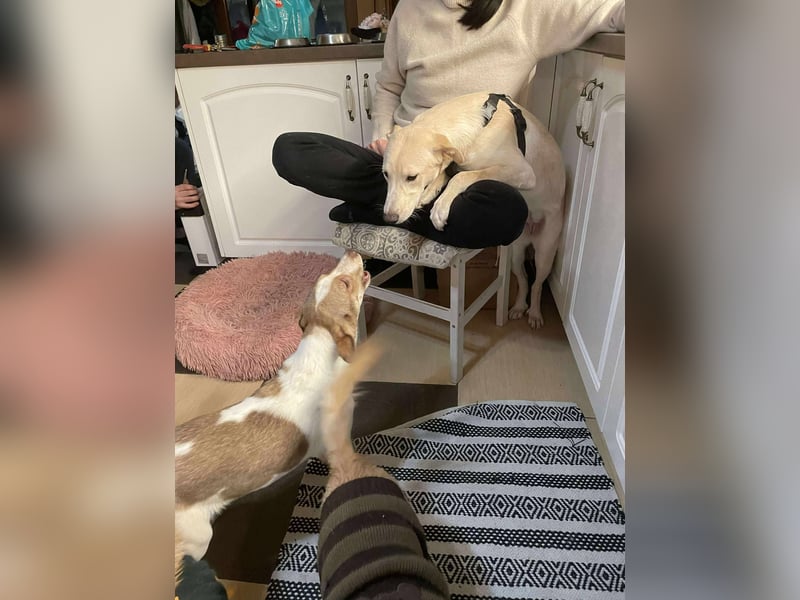 Emma sucht liebevolles zu Hause