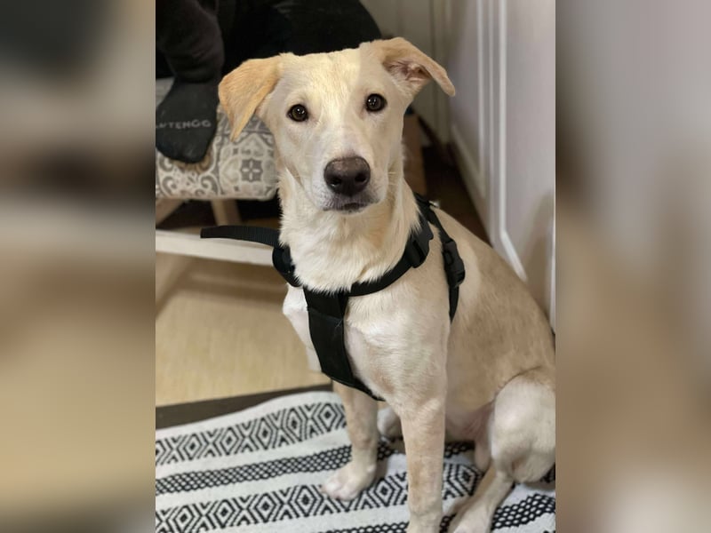 Emma sucht liebevolles zu Hause