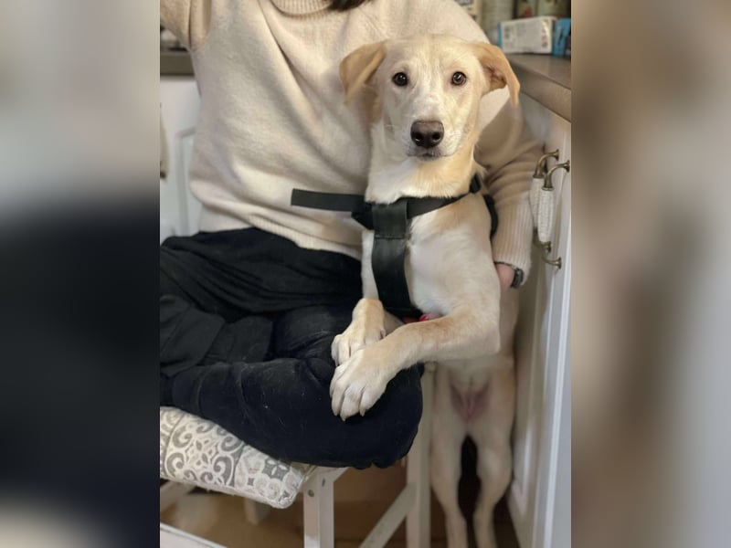 Emma sucht liebevolles zu Hause