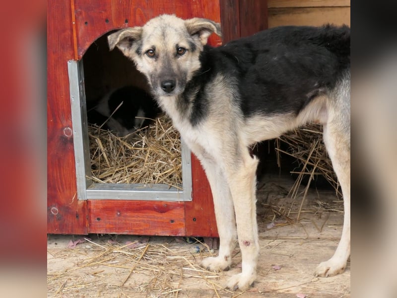 SHIRO - sanfter, ruhiger Rüde sucht seine große Chance