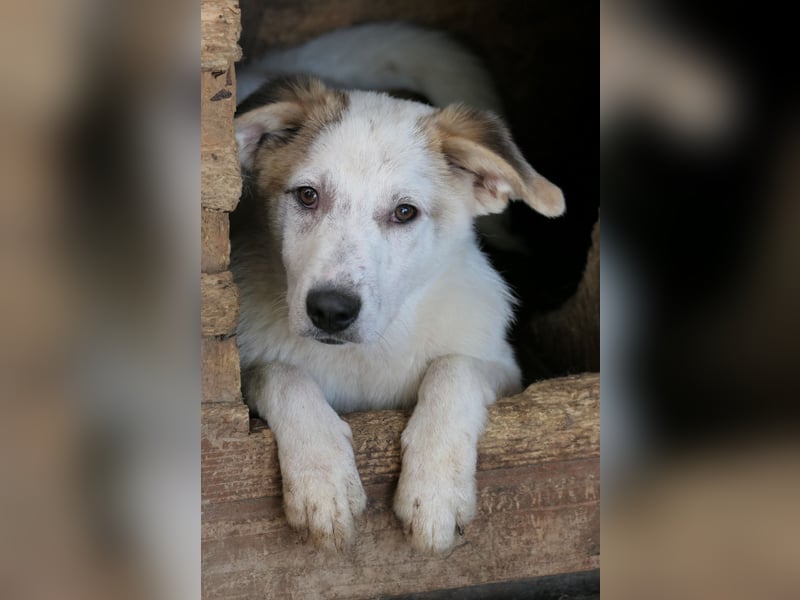 KUCHEN - lieber , aufgeschlossener Junghund sucht seine Familie