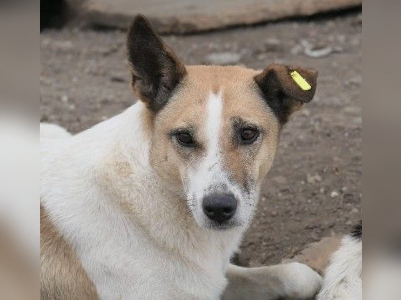 liebe, schüchterne Crina