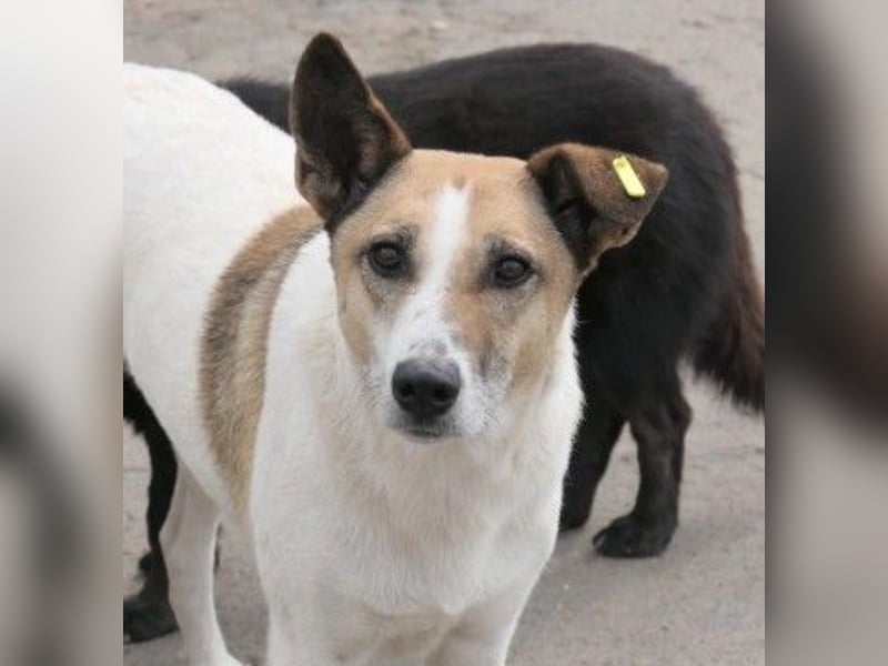 liebe, schüchterne Crina