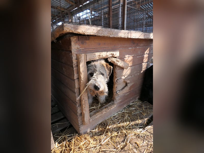FLUFFY - lieber, aufgeschlossener Rüde sucht seine Chance