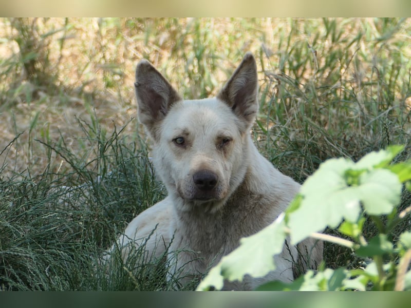 Kumo - sucht dringend ein festes Zuhause
