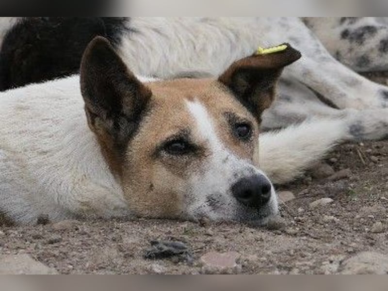 liebe, schüchterne Crina