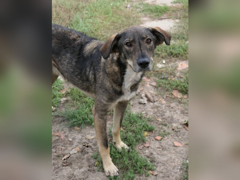 DESTINO - zurückhaltender Rüde sucht Geborgenheit und Vertrauen