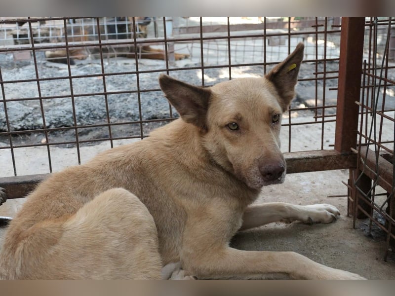 Kumo - sucht dringend ein festes Zuhause