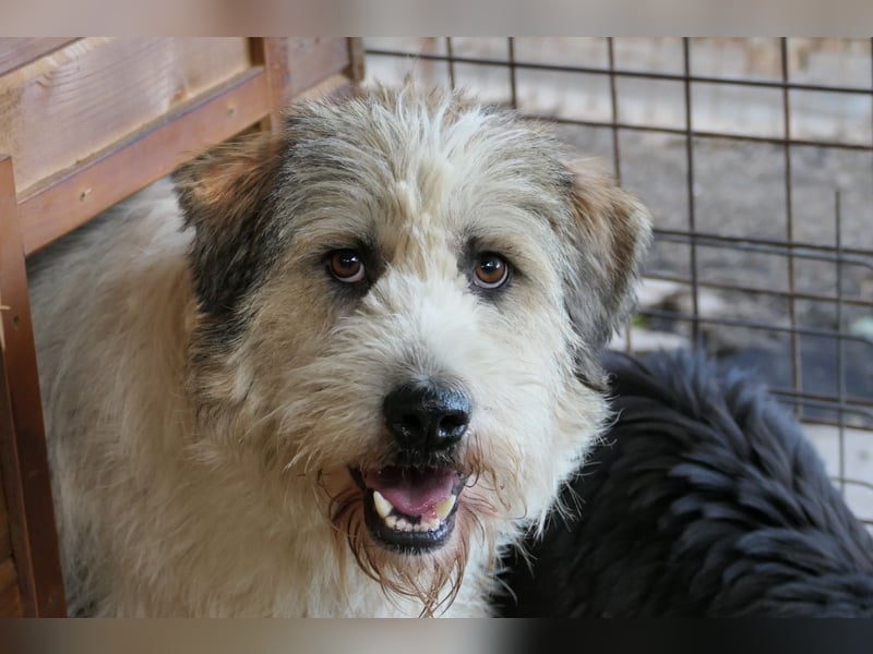 FLUFFY - lieber, aufgeschlossener Rüde sucht seine Chance