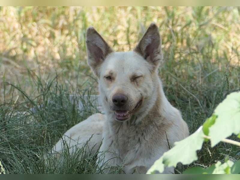 Kumo sucht sein ruhiges Zuhause
