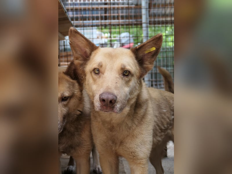 Kumo - sucht dringend ein festes Zuhause