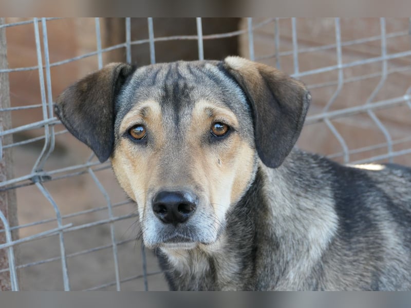 Lieber Zeus sucht einfühlsames Zuhause