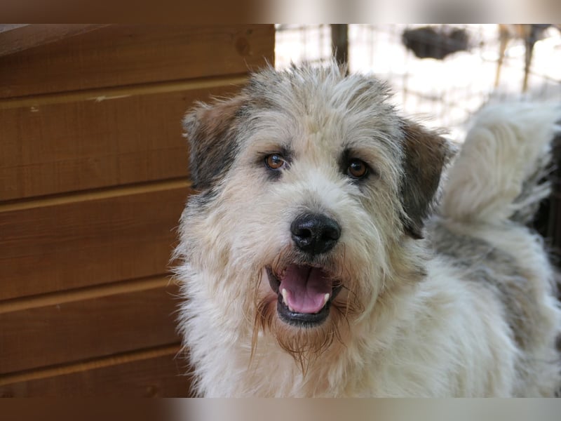 FLUFFY - lieber, aufgeschlossener Rüde sucht seine Chance