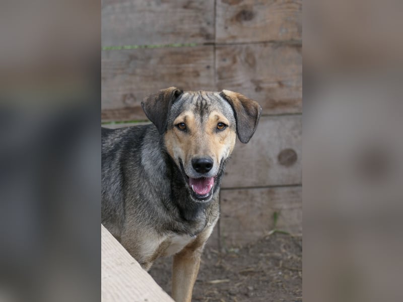 Lieber Zeus sucht einfühlsames Zuhause