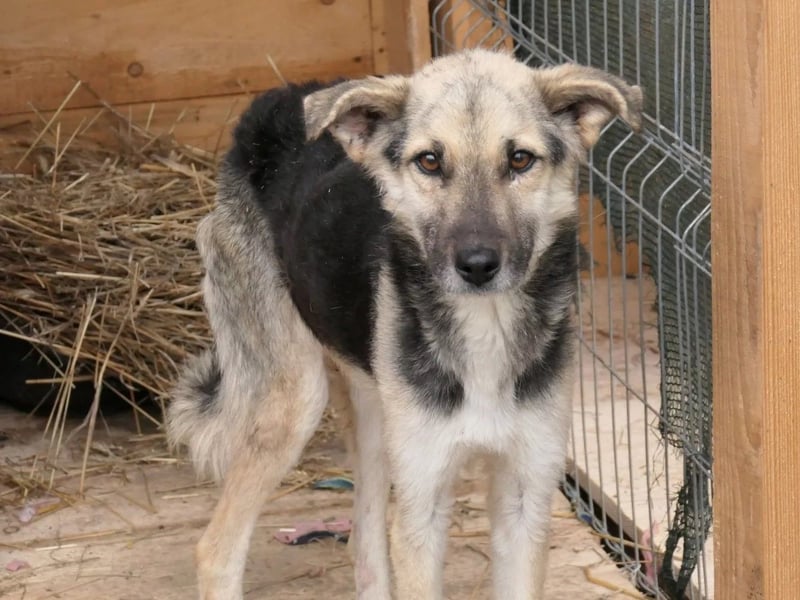 SHIRO - sanfter, ruhiger Rüde sucht seine große Chance