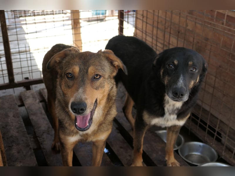 Lilly ganz liebe menschenzugewandte noch zaghafte Hündin wartet auf ihre Menschen