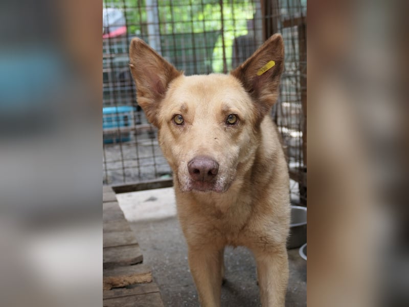 Kumo - sucht dringend ein festes Zuhause