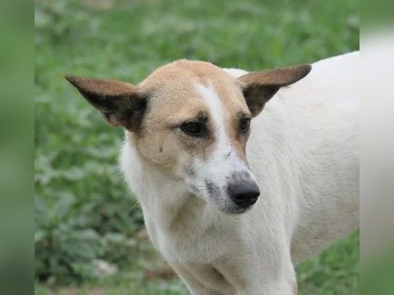 liebe, schüchterne Crina