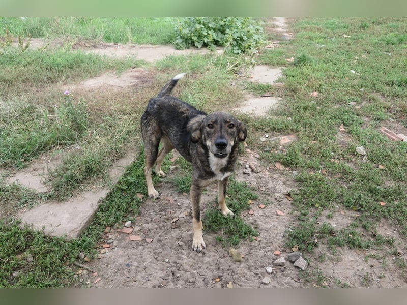 Destino - schüchterner, ruhiger Rüde sucht liebevolle Menschen