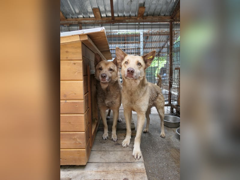 Kumo - sucht dringend ein festes Zuhause