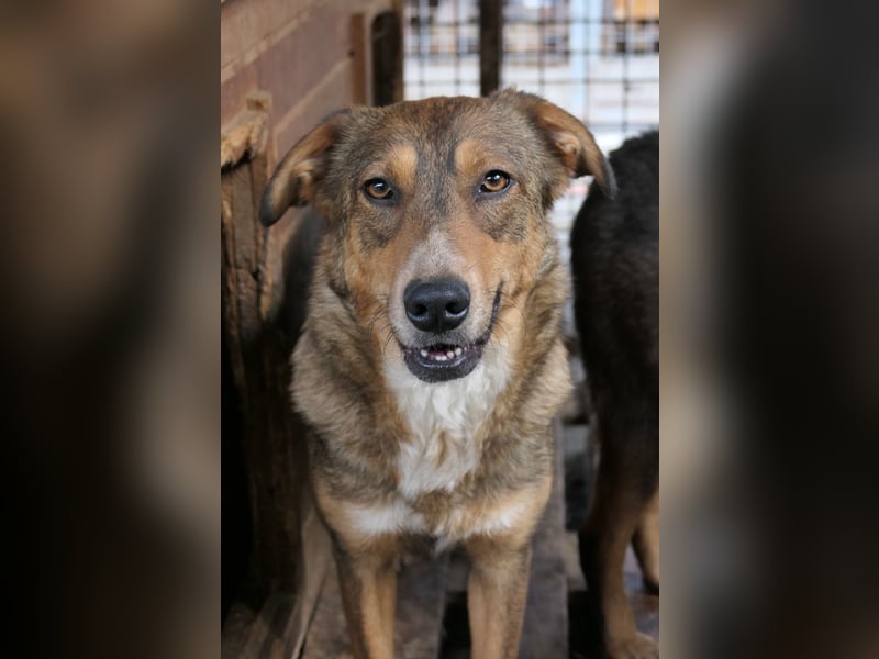 Lilly ganz liebe menschenzugewandte noch zaghafte Hündin wartet auf ihre Menschen