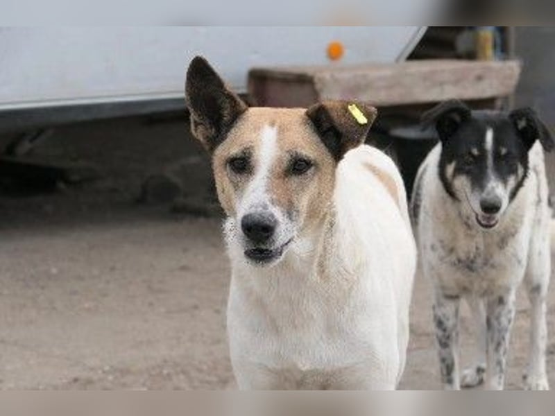 liebe, schüchterne Crina