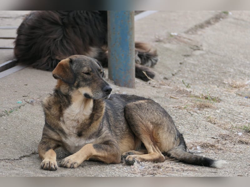 Destino - schüchterner, ruhiger Rüde sucht liebevolle Menschen