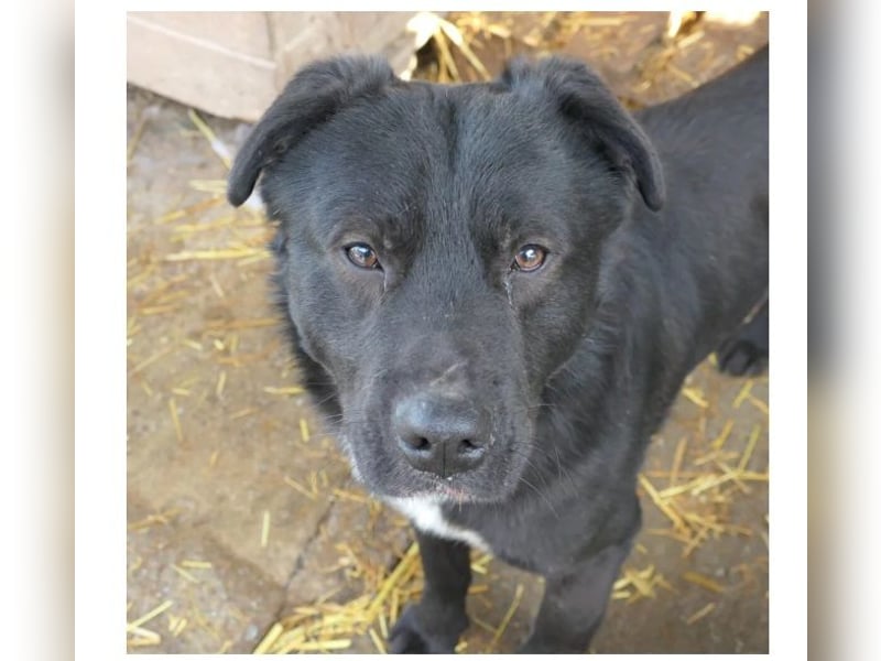 Malio schwarze Schönheit wartet auf sein Für-immer-ZUhause