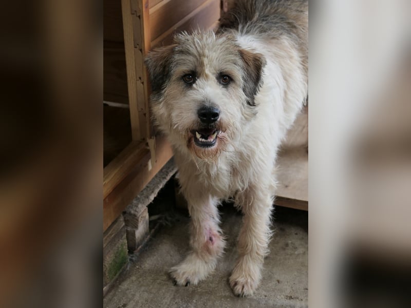 FLUFFY - lieber, aufgeschlossener Rüde sucht seine Chance