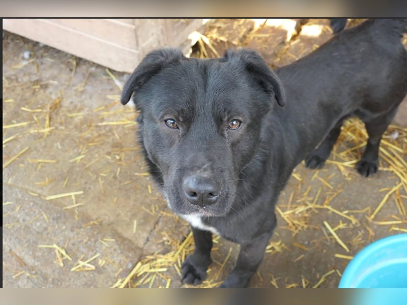 Malio schwarze Schönheit wartet auf sein Für-immer-ZUhause