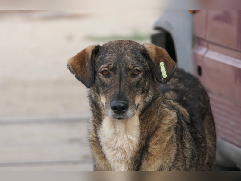 DESTINO - zurückhaltender Rüde sucht Geborgenheit und Vertrauen