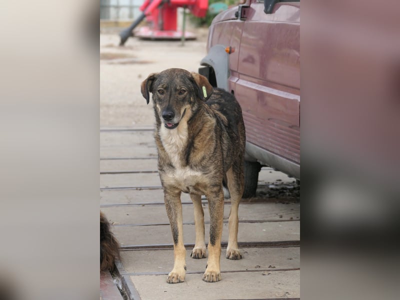 DESTINO - zurückhaltender Rüde sucht Geborgenheit und Vertrauen