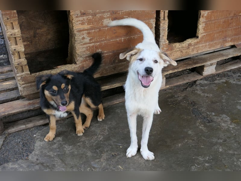 KUCHEN - lieber , aufgeschlossener Junghund sucht seine Familie