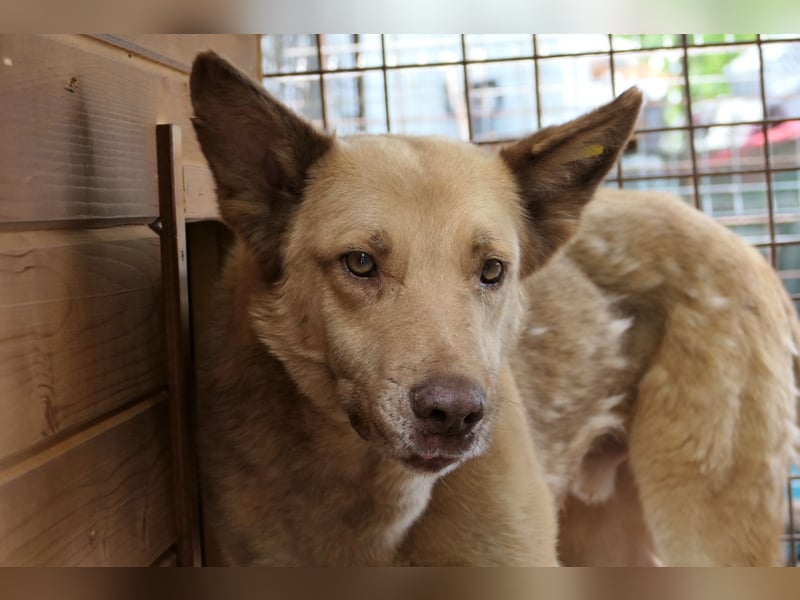 Kumo - sucht dringend ein festes Zuhause