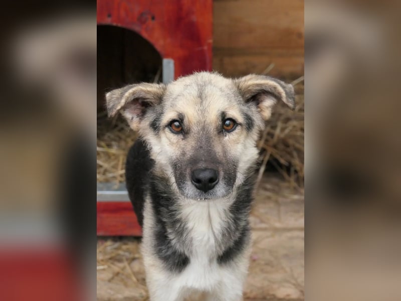 SHIRO - sanfter, ruhiger Rüde sucht seine große Chance