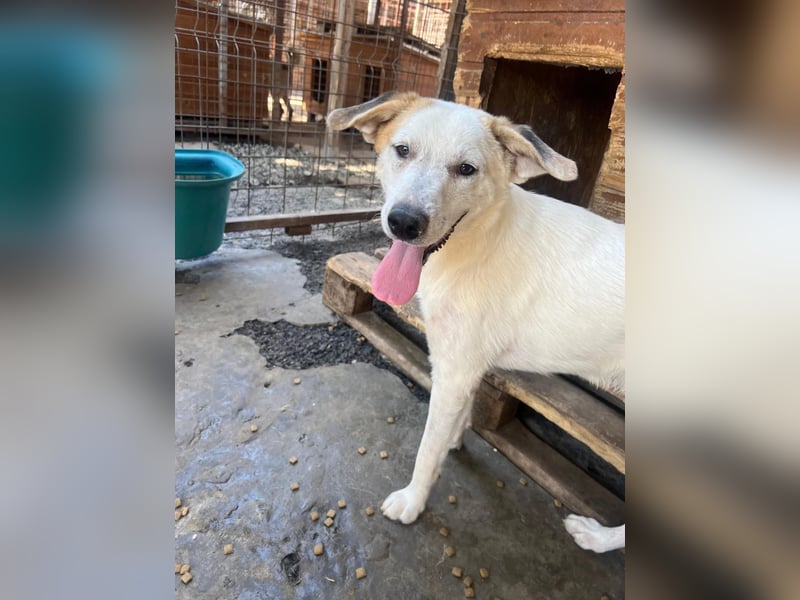 KUCHEN - lieber , aufgeschlossener Junghund sucht seine Familie