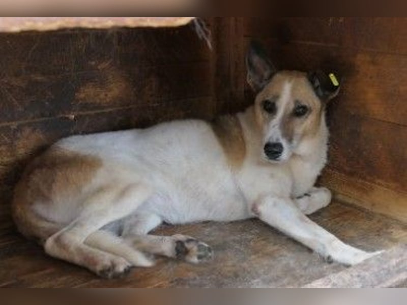 liebe, schüchterne Crina