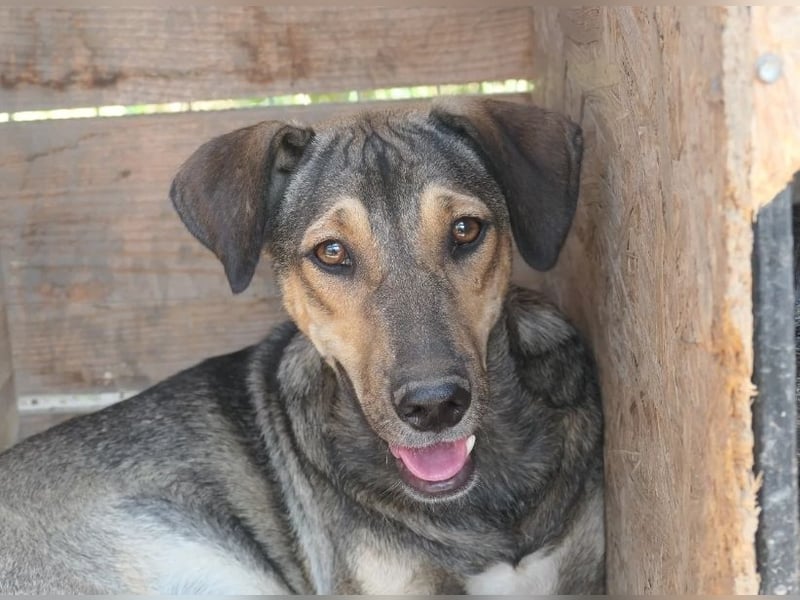 Lieber Zeus sucht einfühlsames Zuhause