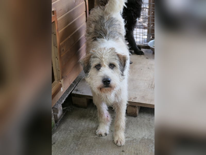 FLUFFY - lieber, aufgeschlossener Rüde sucht seine Chance