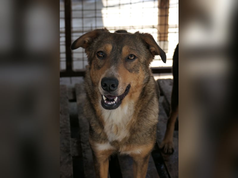 Lilly ganz liebe menschenzugewandte noch zaghafte Hündin wartet auf ihre Menschen