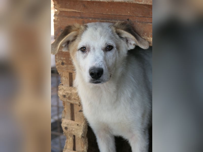 KUCHEN - lieber , aufgeschlossener Junghund sucht seine Familie