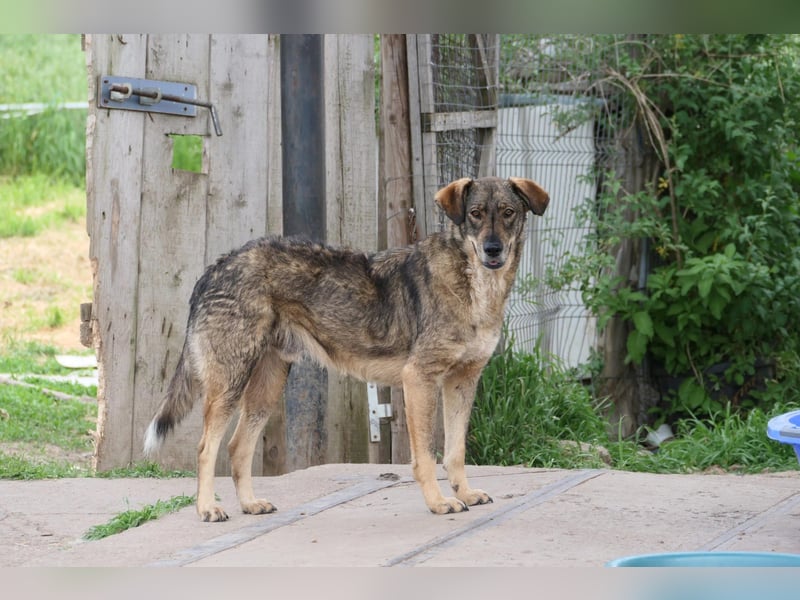 DESTINO - zurückhaltender Rüde sucht Geborgenheit und Vertrauen