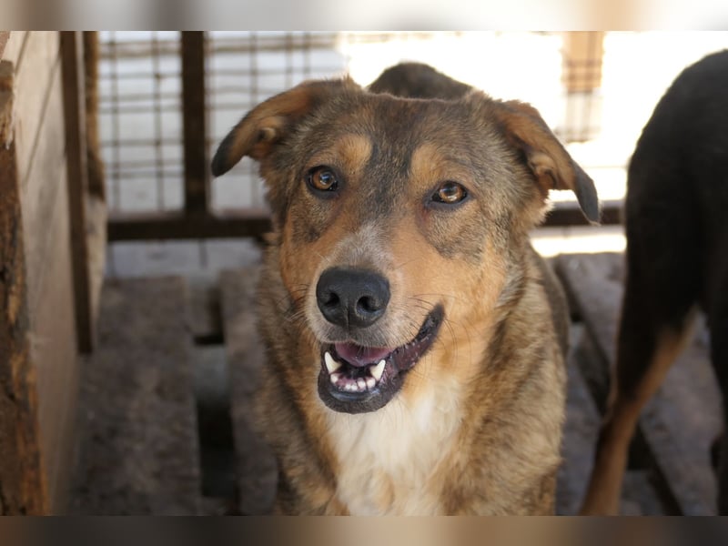 Lilly ganz liebe menschenzugewandte noch zaghafte Hündin wartet auf ihre Menschen
