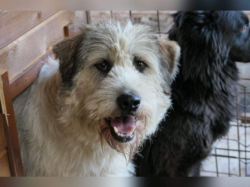 FLUFFY - lieber, aufgeschlossener Rüde sucht seine Chance